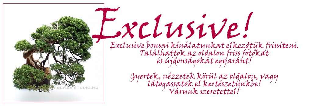 kulonleges bonsai fak es exclusive bonsai novenyek bonsai gyujtemenyekbe